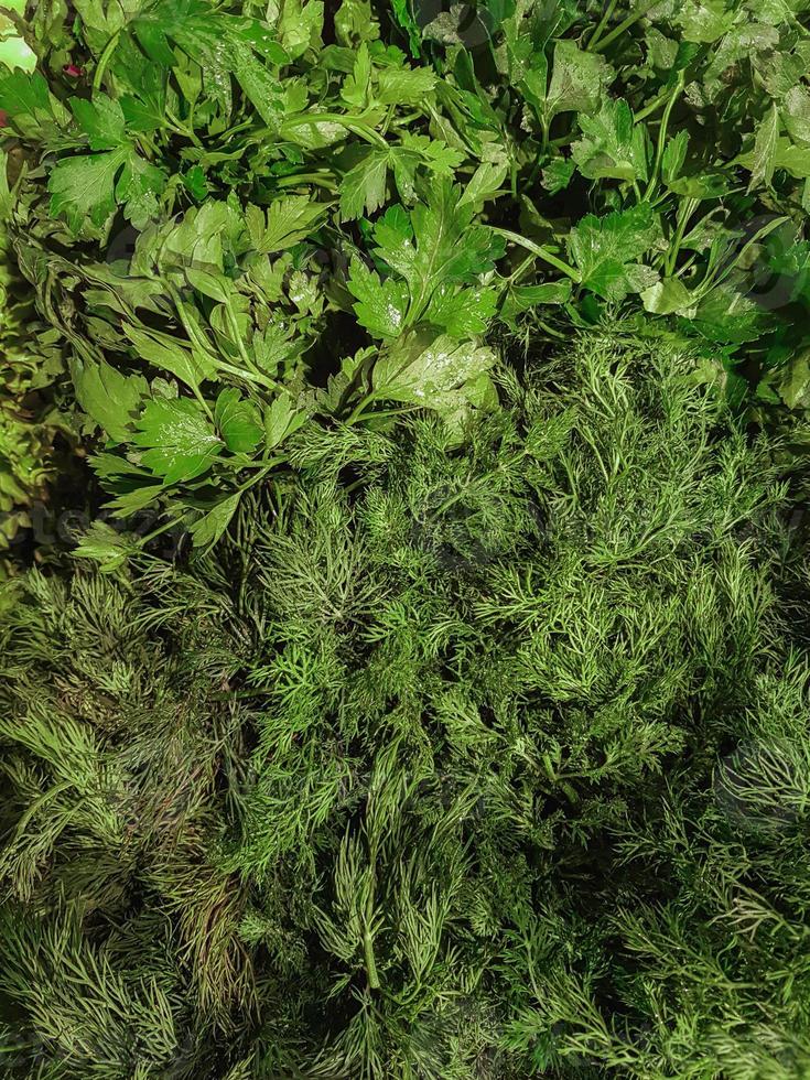 impostato di fresco verde erbe aromatiche aneto prezzemolo struttura sfondo foto