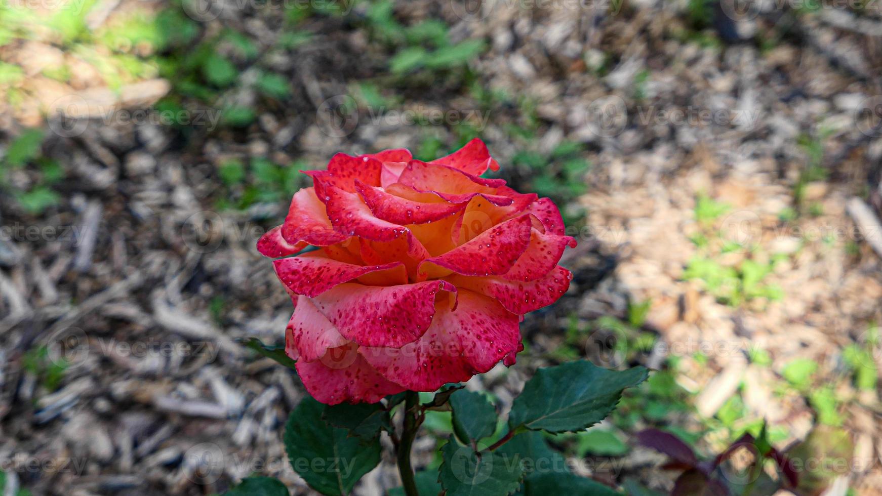 un' bellissimo rosa fiori all'aperto foto