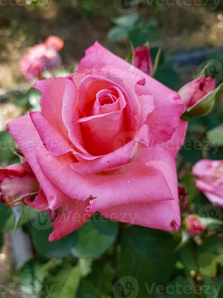un' bellissimo rosa fiori all'aperto foto