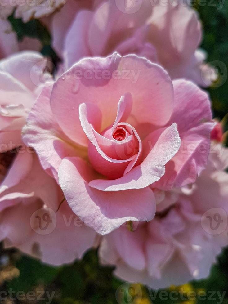 un' bellissimo rosa fiori all'aperto foto