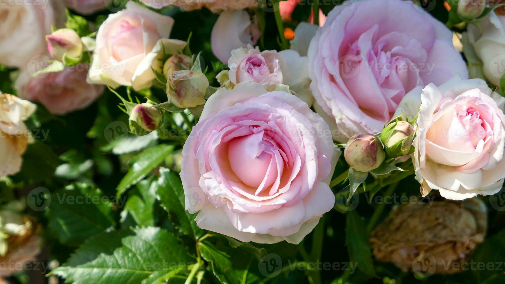 un' bellissimo rosa fiori all'aperto foto