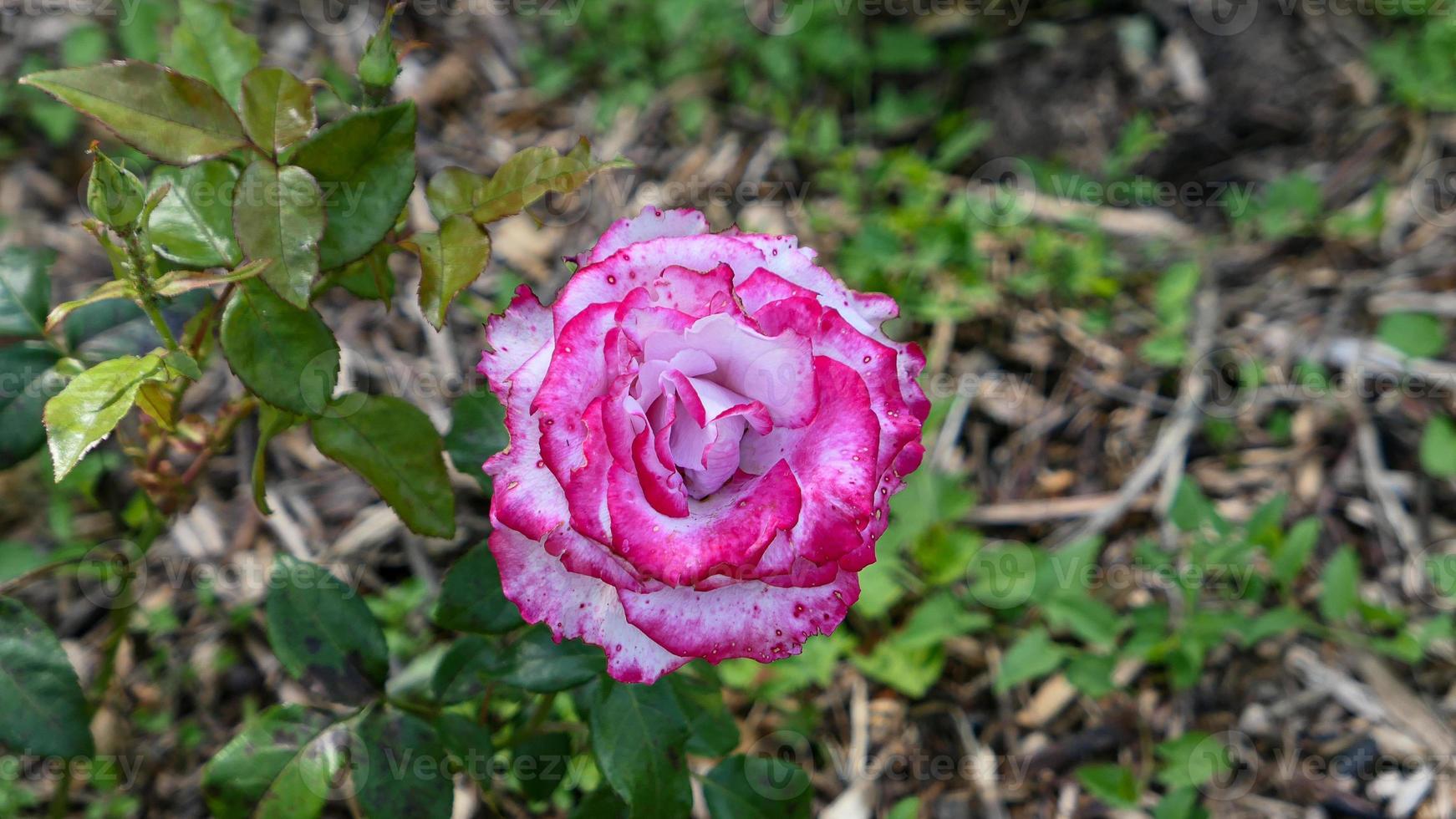 un' bellissimo rosa fiori all'aperto foto