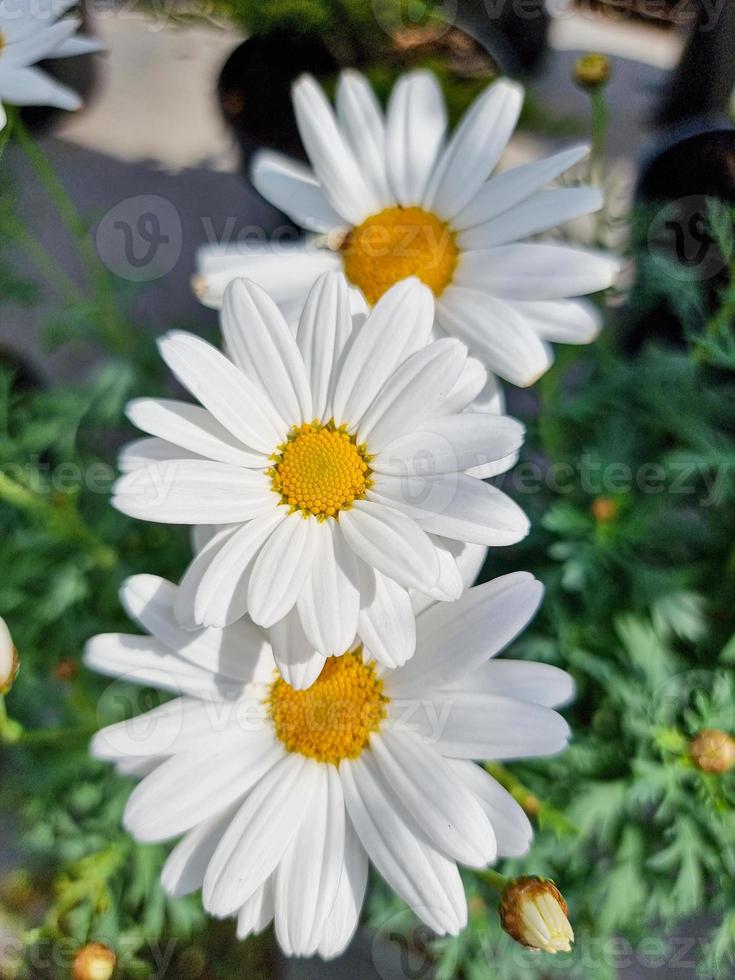 un' bellissimo daysies fiori all'aperto foto