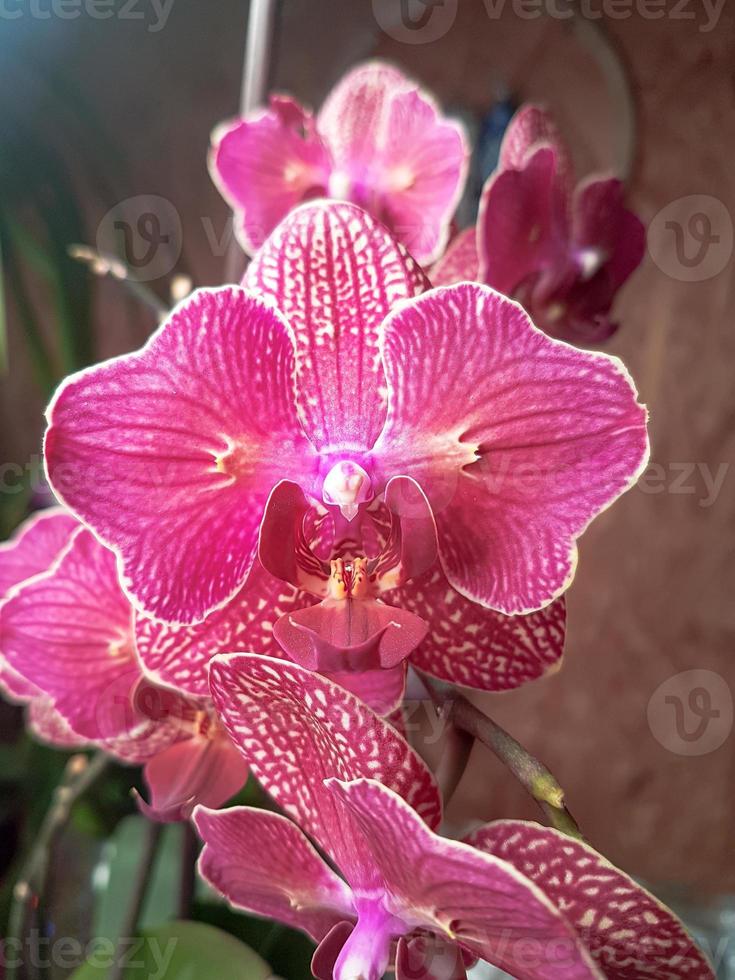 bellissimo phalaenopsis orchidee foto