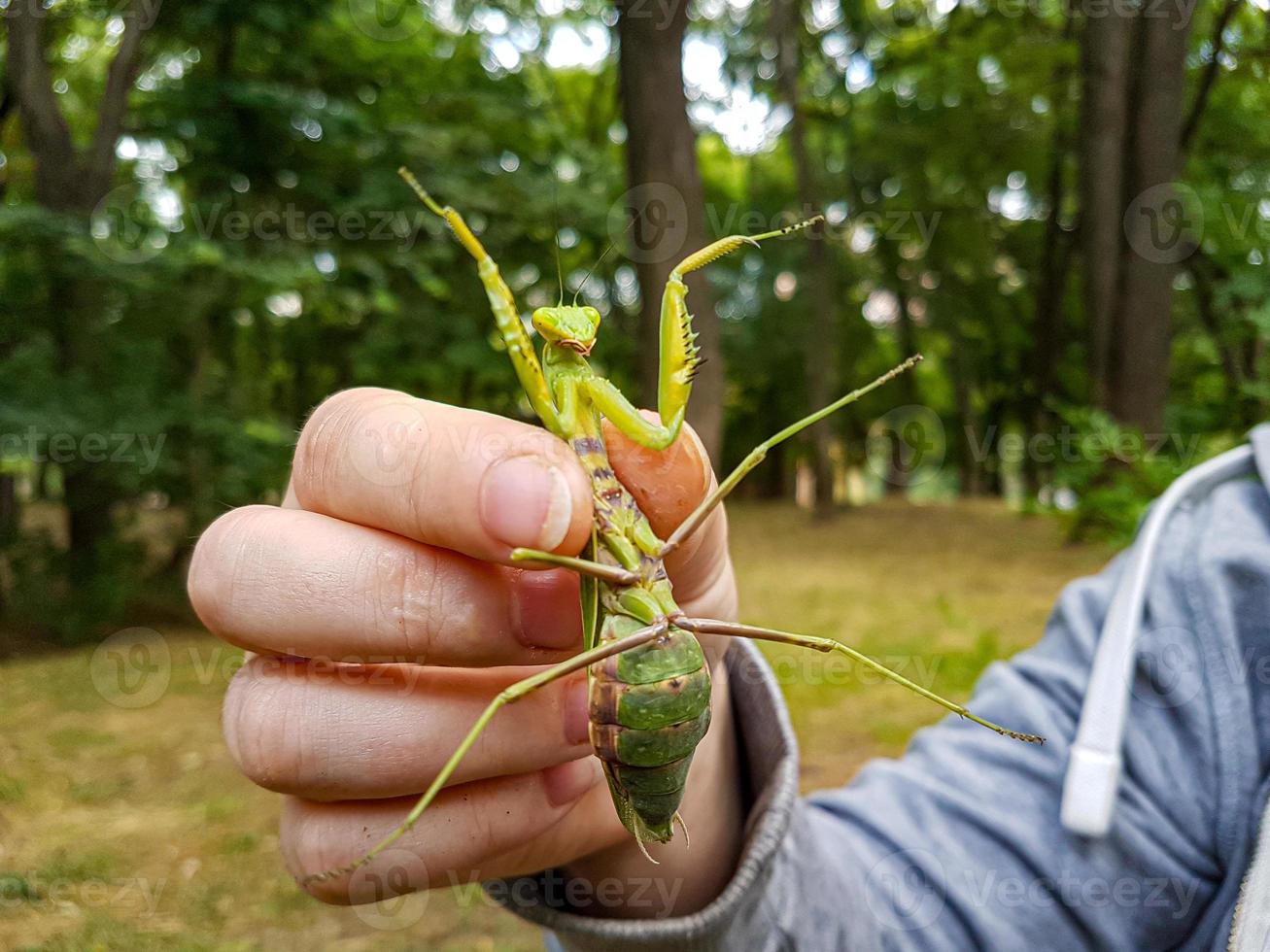 verde preghiere mantide nel il mani foto