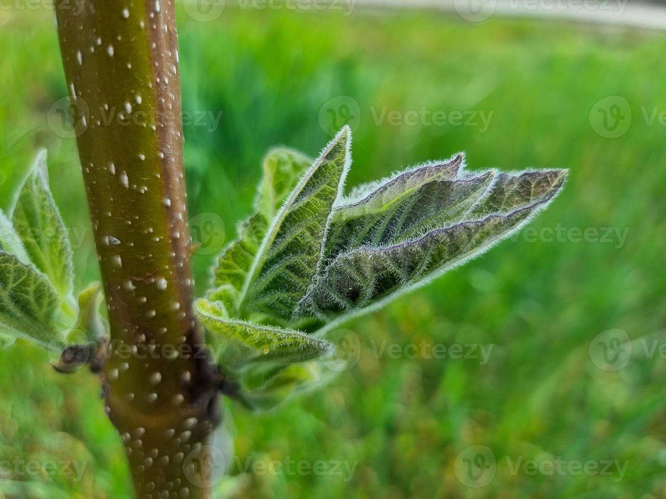 verde le foglie parete sfondo selvaggio uva fogliame struttura foto