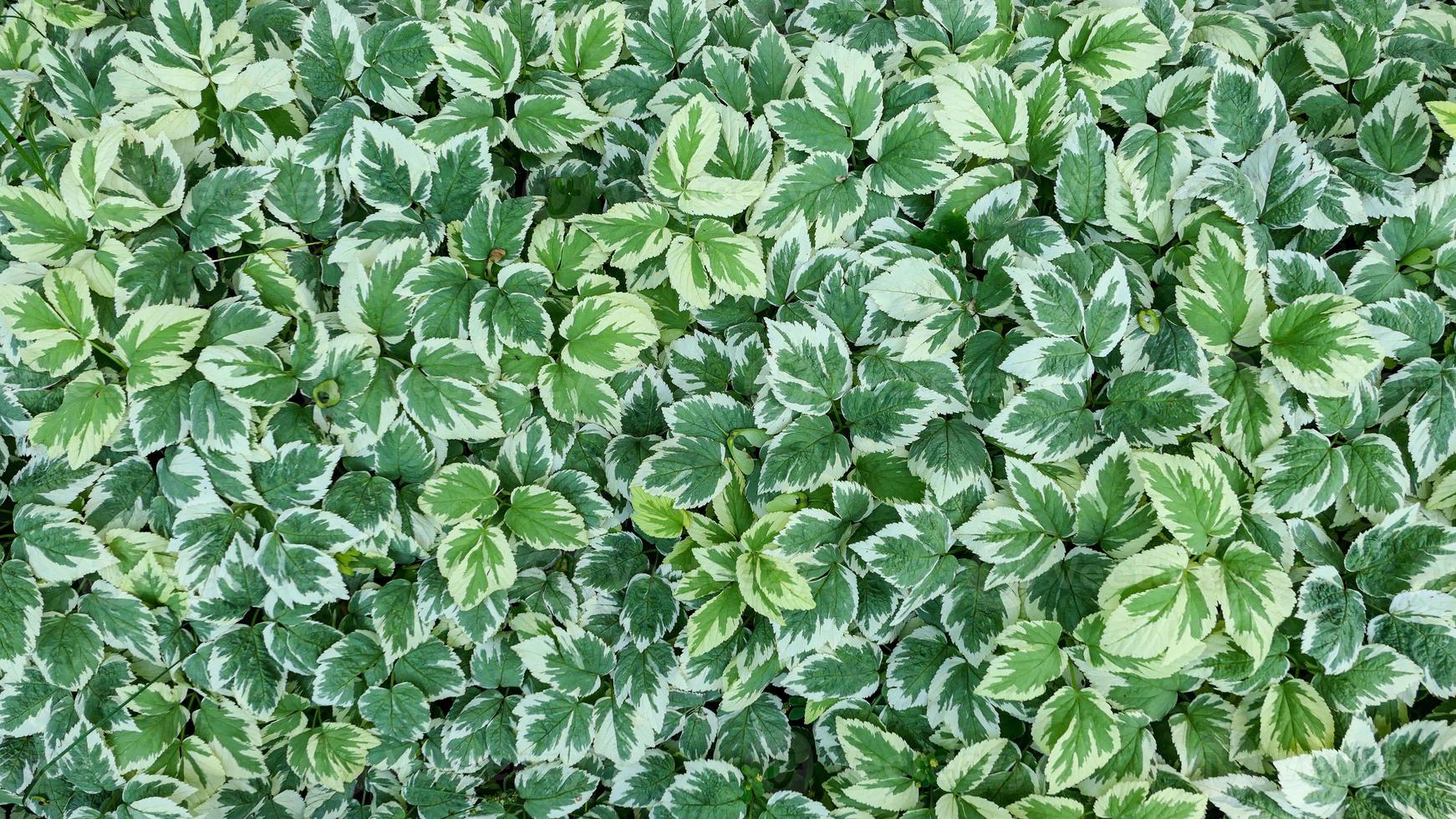 verde le foglie parete sfondo selvaggio uva fogliame struttura foto