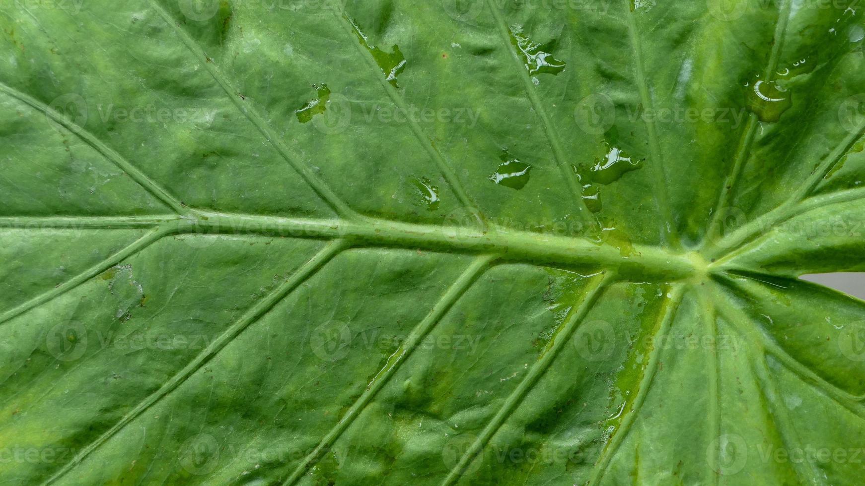 Close up di foglia verde texture foto