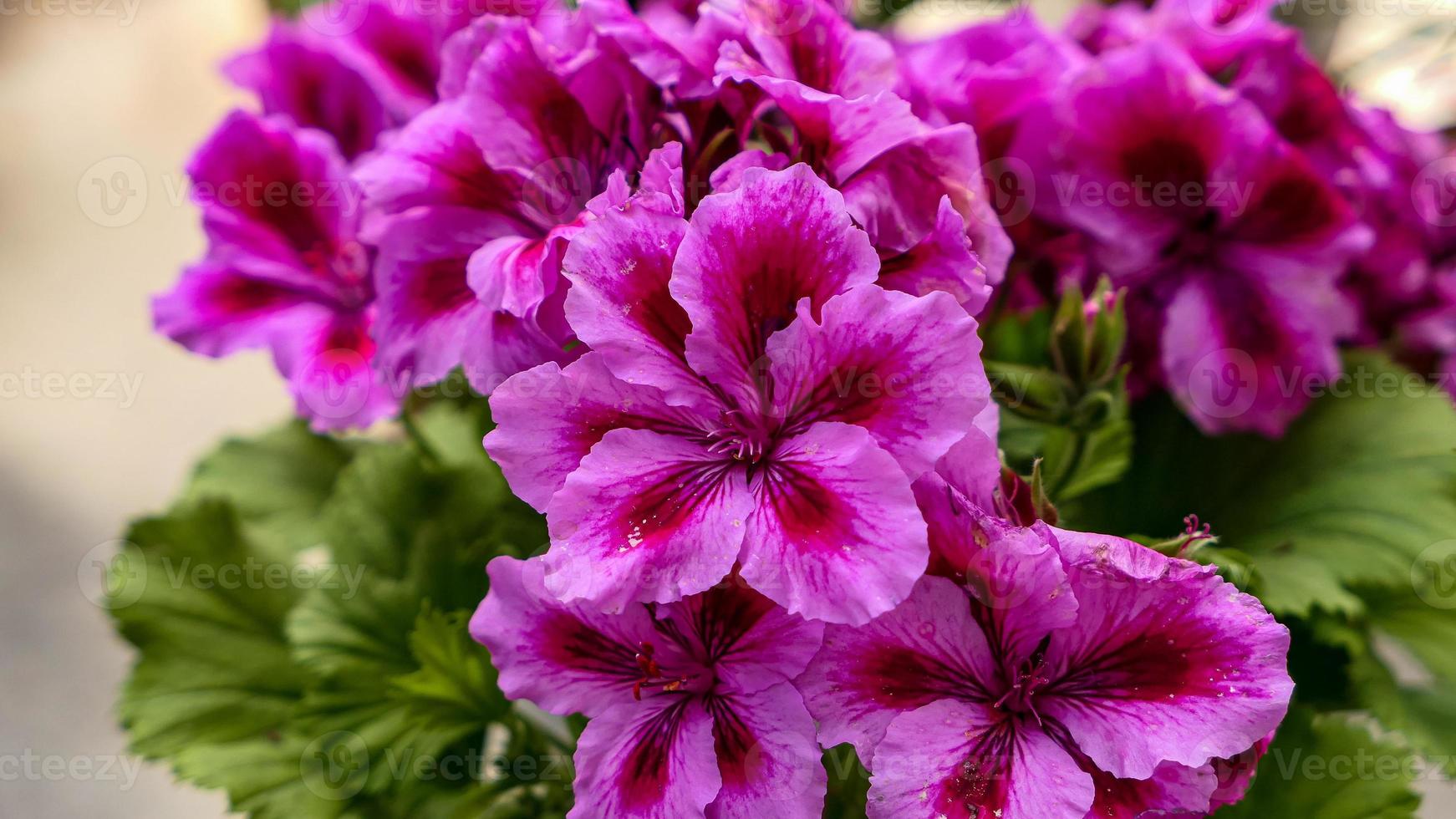 bellissimo petunia fiori foto