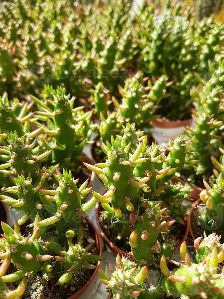 miniatura casa fiori succulente e cactus nel il serra natura sfondo foto