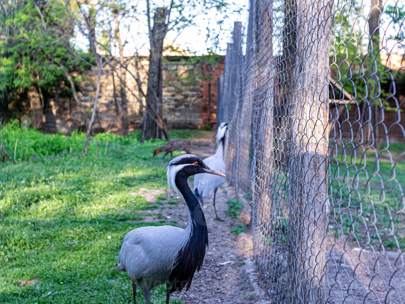 demoiselle gru natura animale vicino su ritratto nel il zoo foto