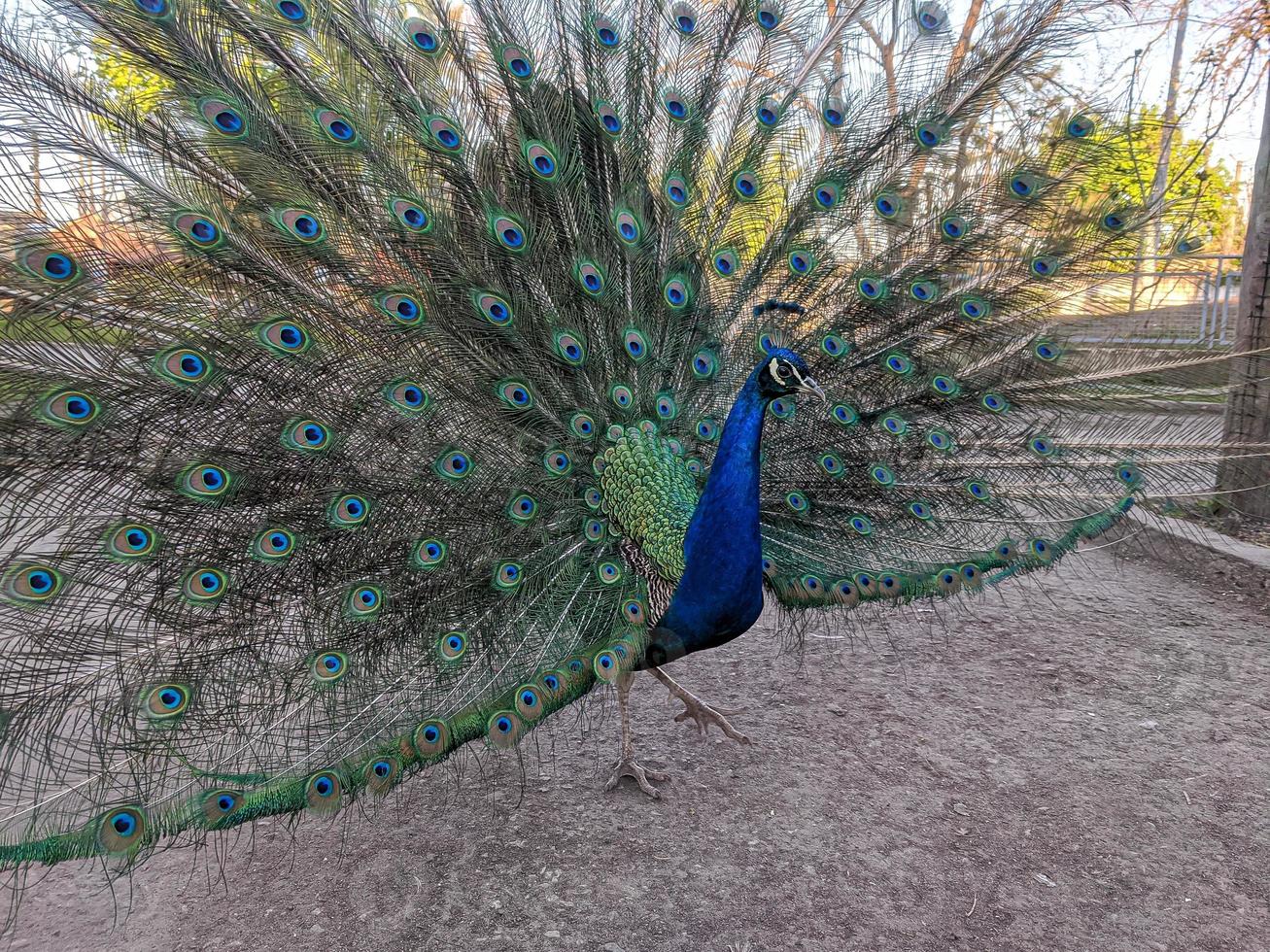 pavone ritratto nel il zoo foto