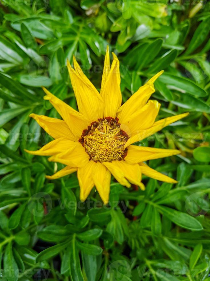 un' bellissimo daysies fiori all'aperto foto