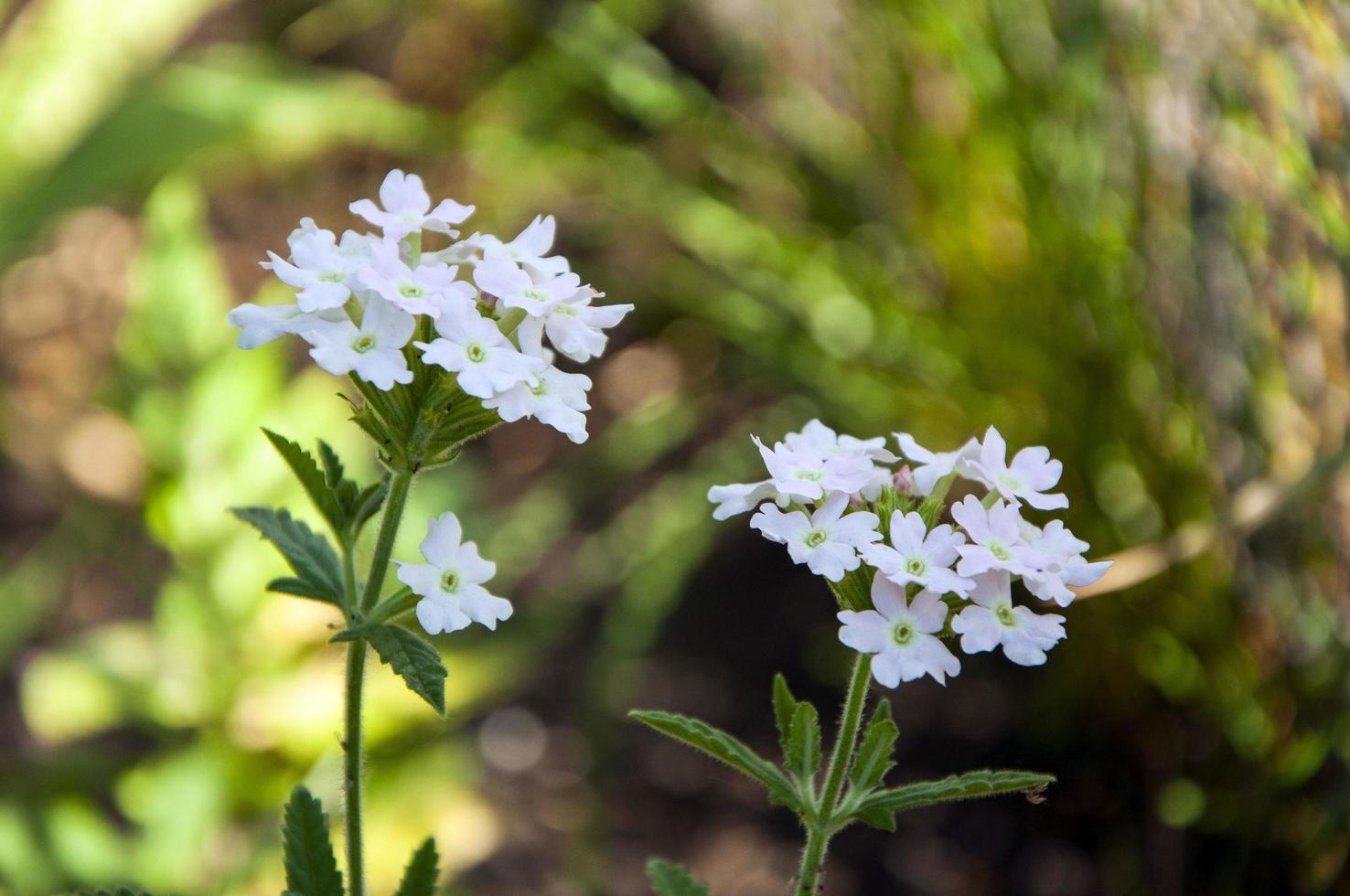 foto ravvicinata della pianta del fiore della verbena