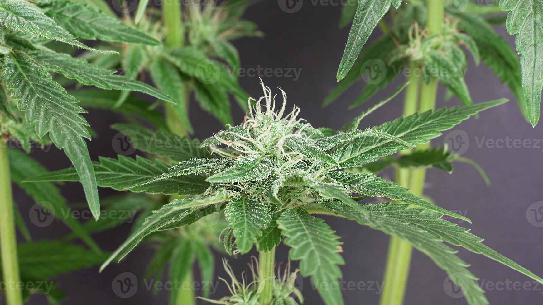 germogli freschi di cannabis medica su uno sfondo grigio foto