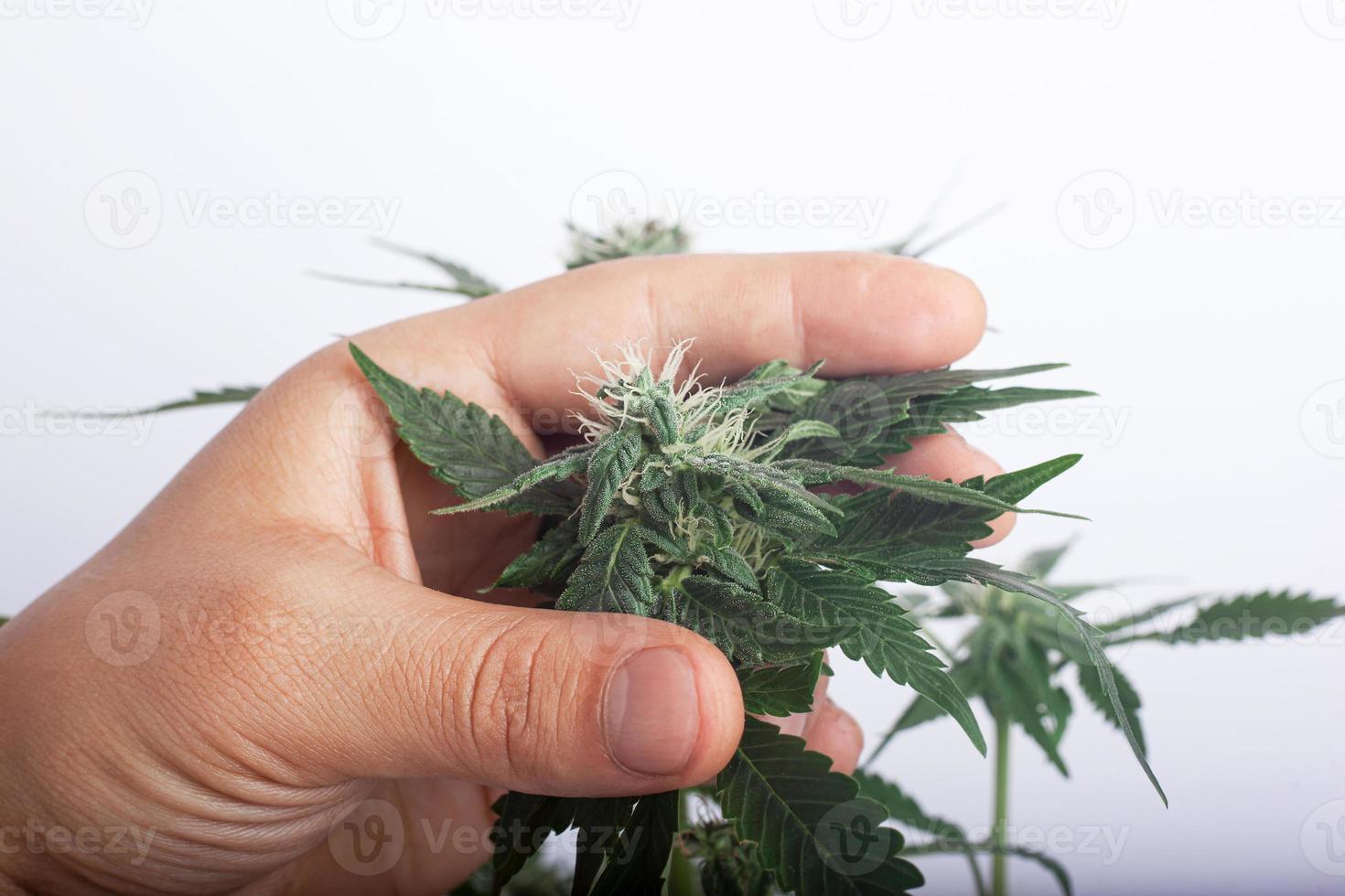 un coltivatore tiene in mano una gemma di cannabis mentre controlla la presenza di muffa foto