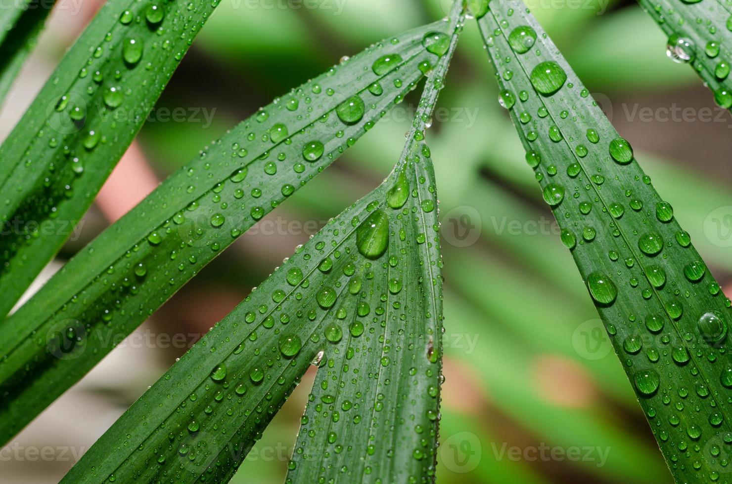 foglia verde con gocce di rugiada su di essa foto