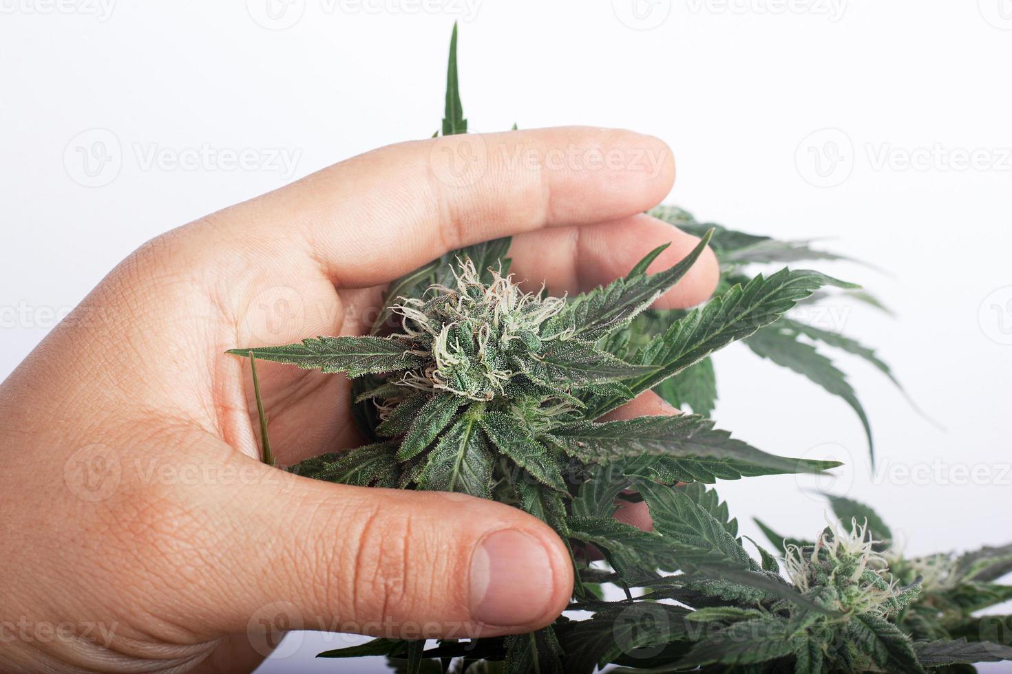 germogli di cannabis nelle mani di un coltivatore su uno sfondo bianco foto