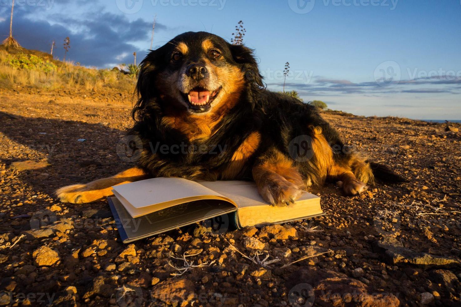 cane e libri foto