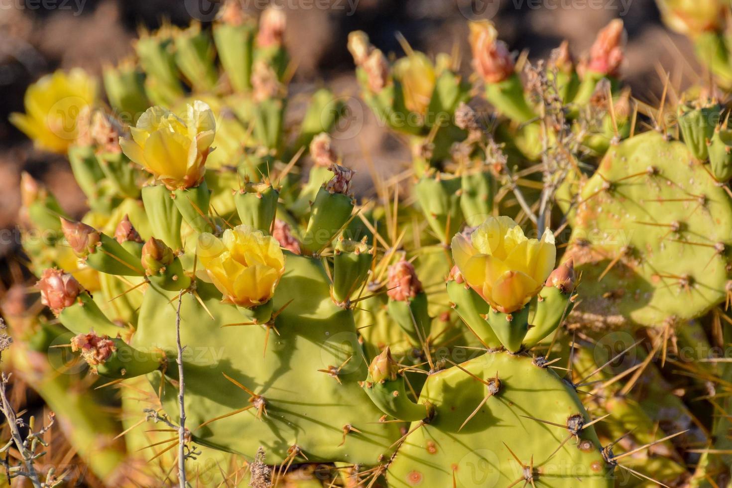 primo piano di un cactus foto