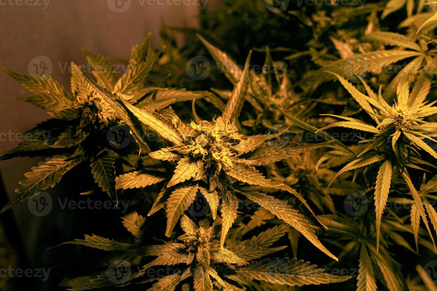 germogli di cannabis terapeutica in crescita foto