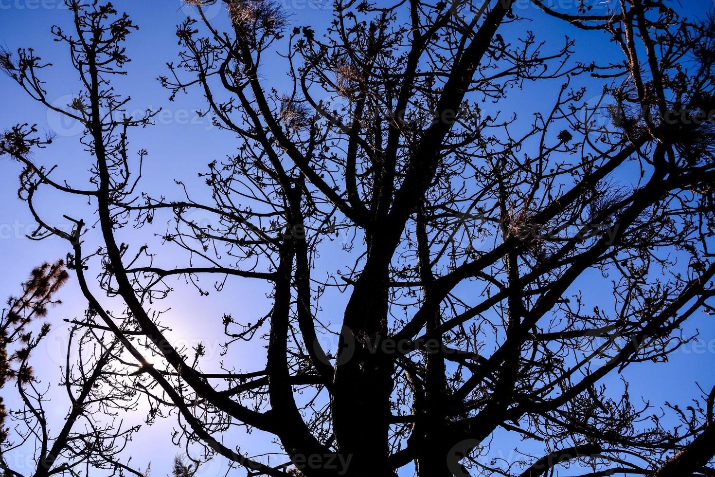 rami d'albero e cielo azzurro foto