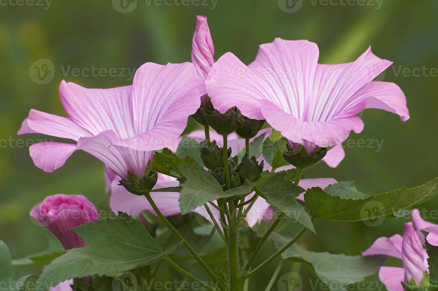 annuale malva lavatera trimestris chiamato rosa malva, malva reale e malva regale. un altro nome scientifico è althaeae trimestris foto