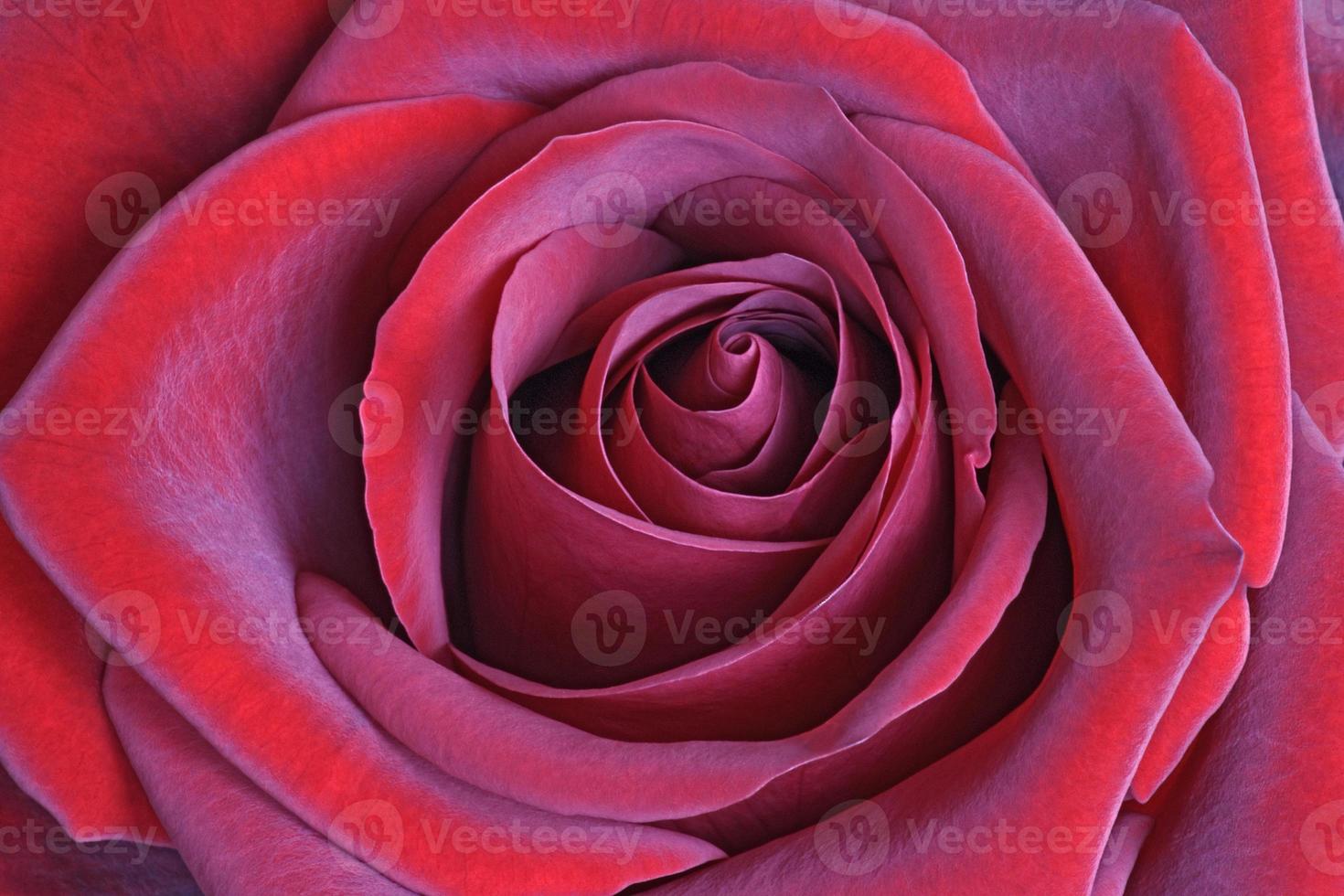 fiore rosa rossa foto