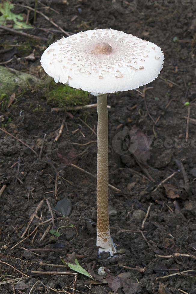 ombrellone fungo macrolepiota procera foto