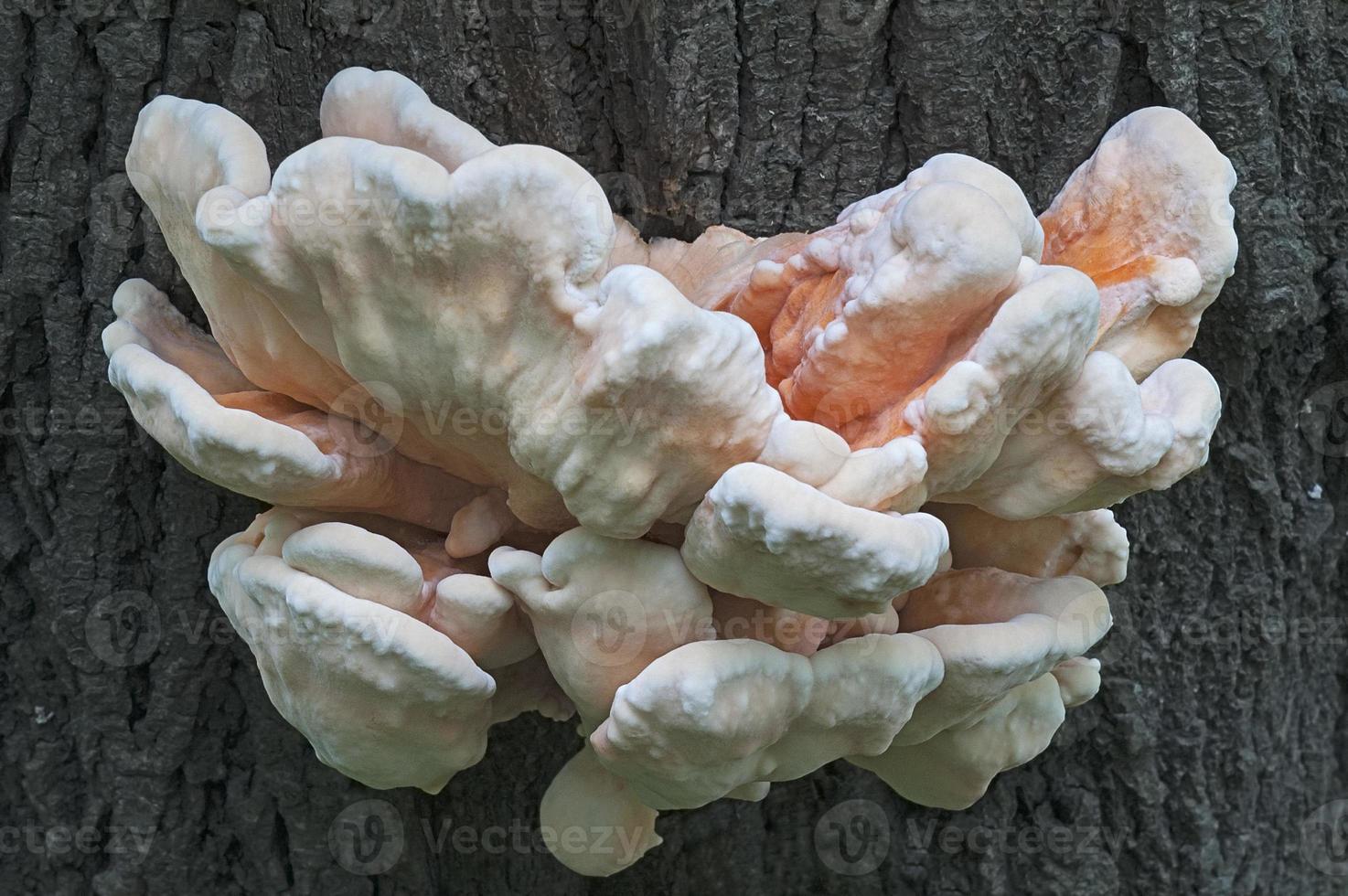 giovane fungo della piattaforma di zolfo laetiporus sulphureus chiamato granchio dei boschi, poliporo di zolfo e pollo dei boschi foto