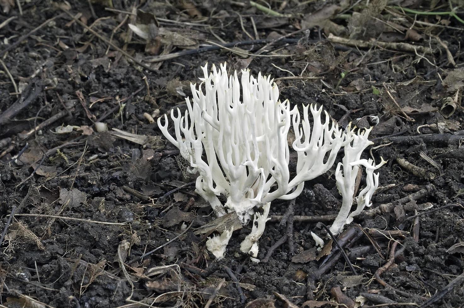 fungo corallo bianco, o ramariopsis kunzei foto