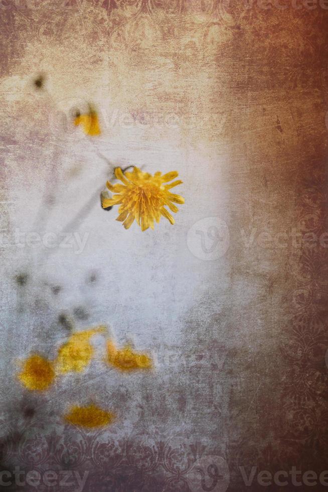 selvaggio giallo fiore di un' dente di leone su un interessante sfondo foto