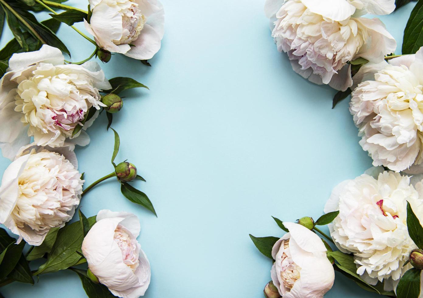 fiori di peonia su sfondo blu pastello foto