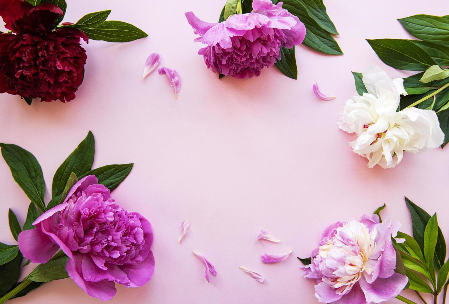 fiori di peonia su uno sfondo rosa pastello foto