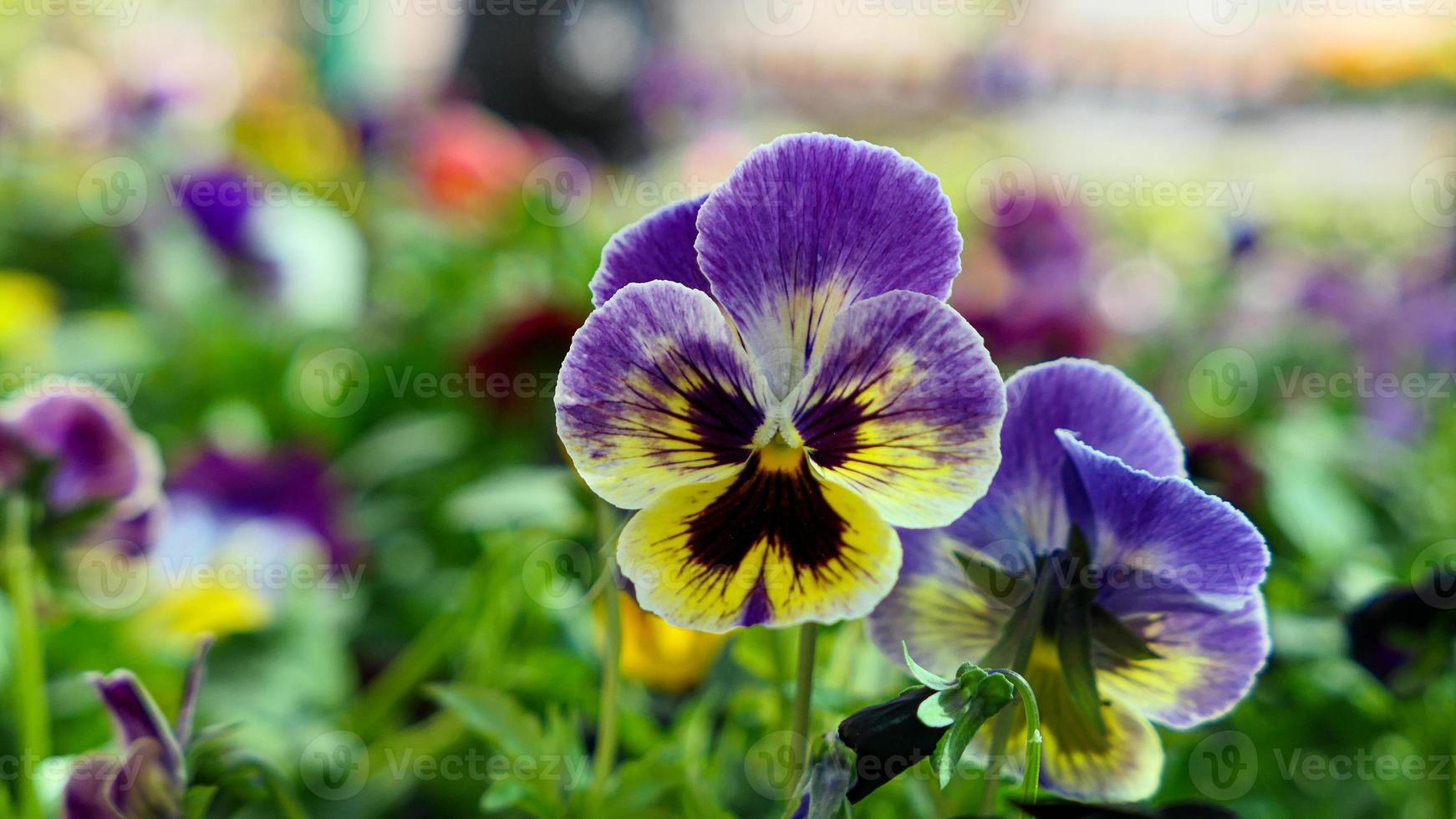 un' bellissimo viola del pensiero fiori all'aperto foto