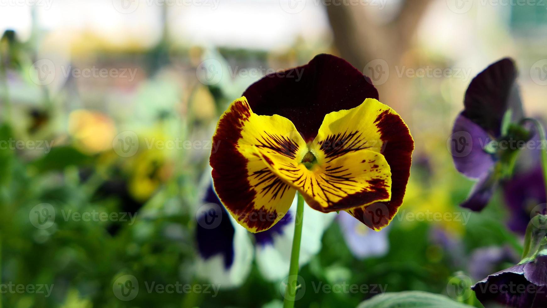 un' bellissimo viola del pensiero fiori all'aperto foto