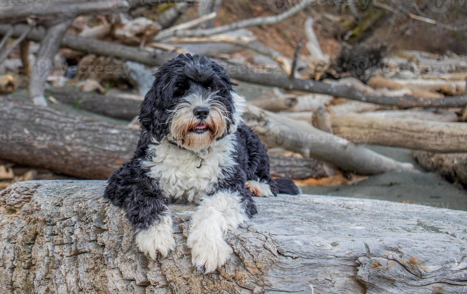 cane posa su un' log a il spiaggia foto
