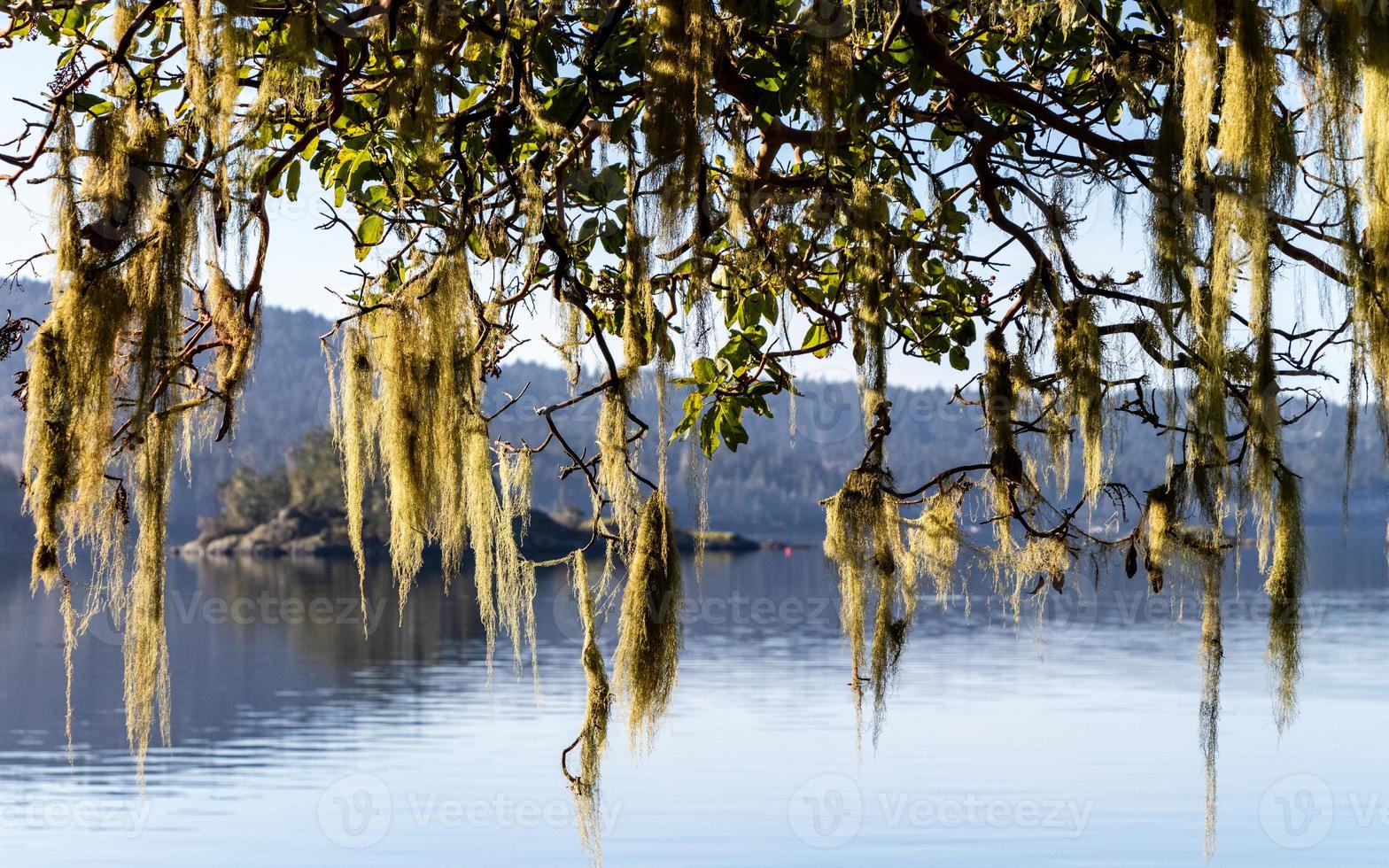 Visualizza di roche baia attraverso il muschio coperto rami di un corbezzolo albero foto