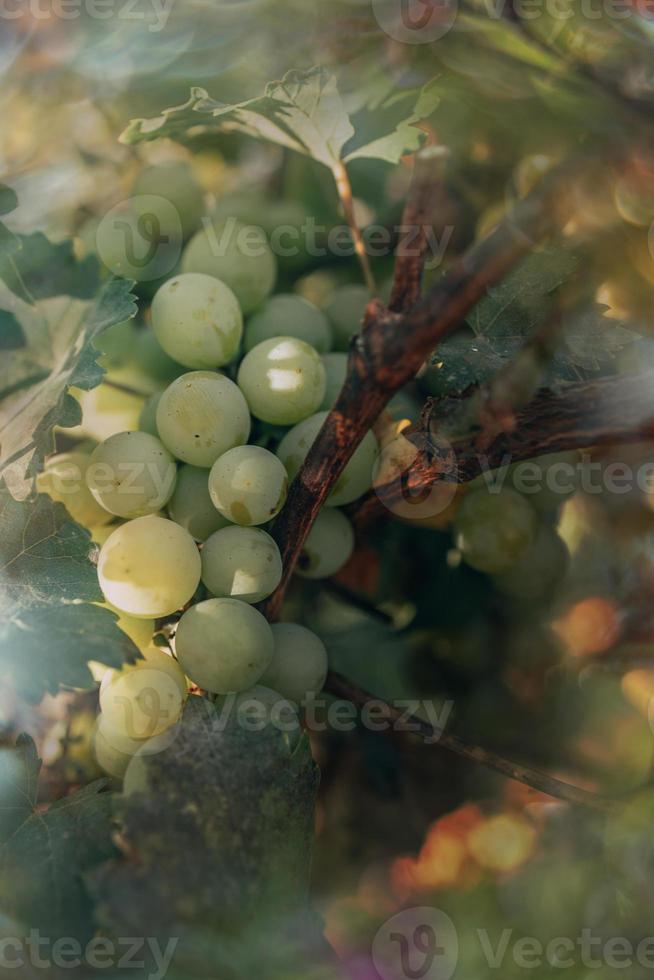 maturo verde uva su un' vite nel un' vigneto su un' caldo autunno giorno nel avvicinamento foto