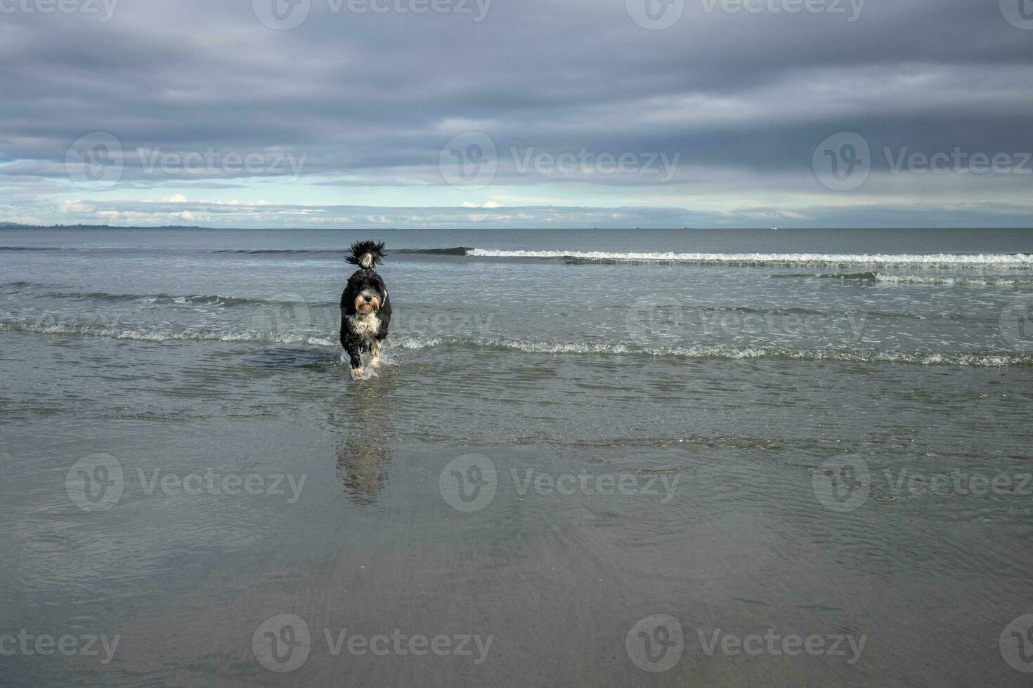 cane a piedi nel il acqua a il spiaggia foto