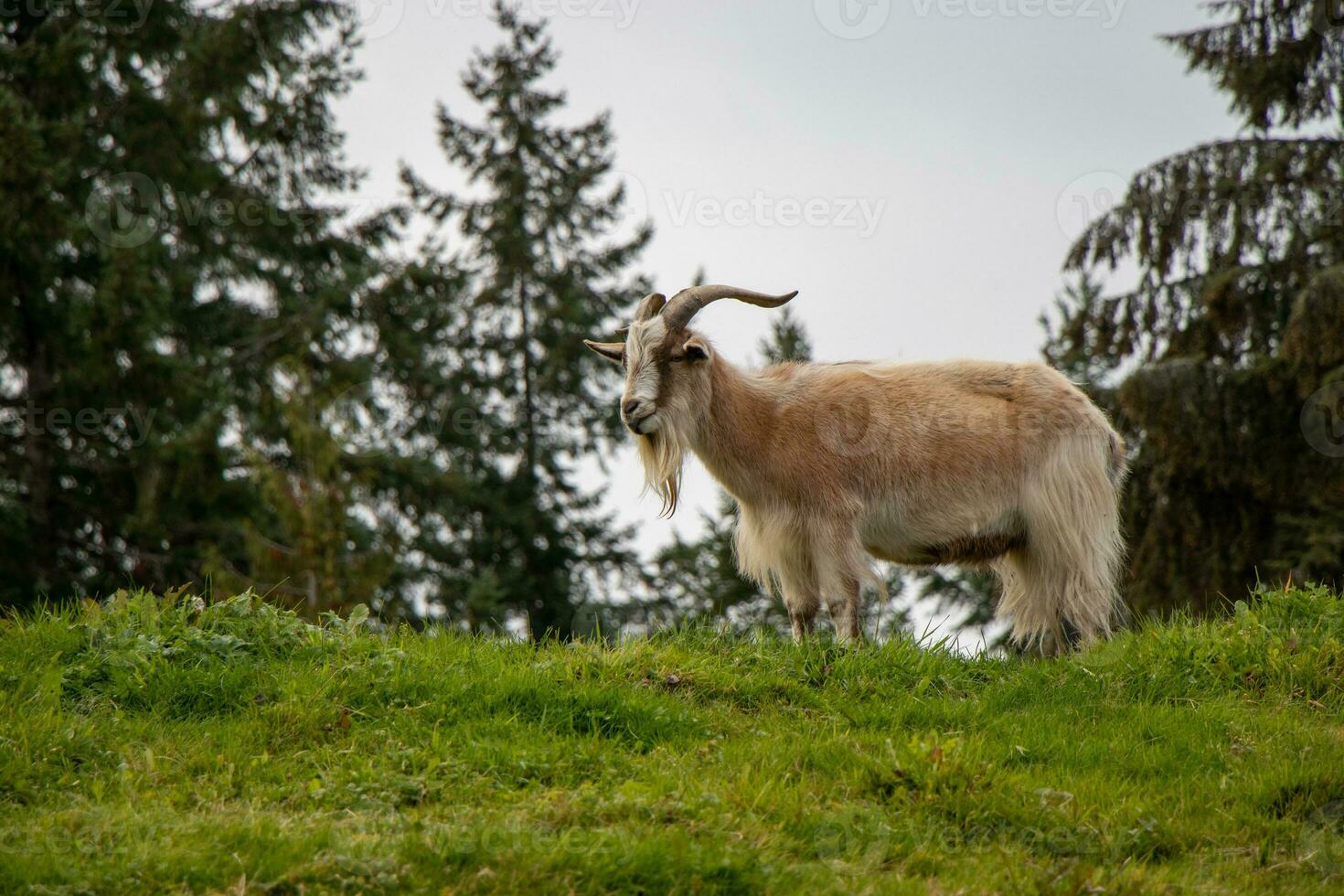 montagna capra in piedi su un' erba coperto tetto foto