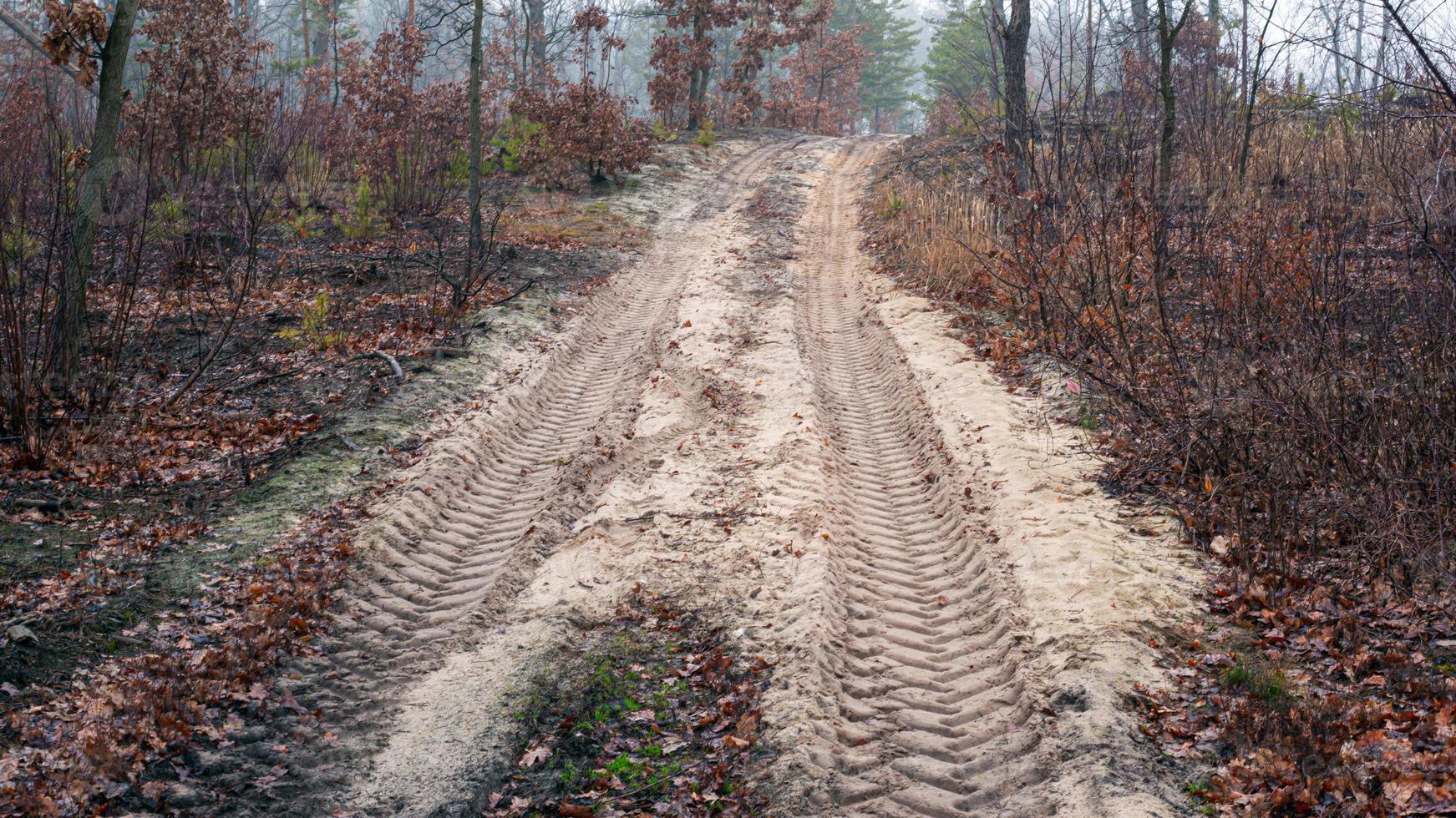 strada in una foresta nebbiosa mattina foto