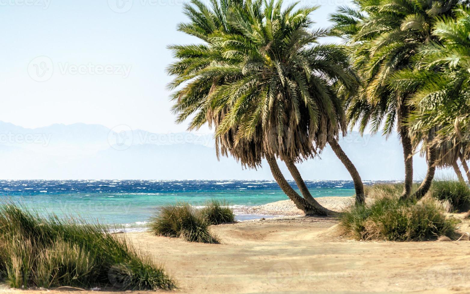 palme in riva al mare foto