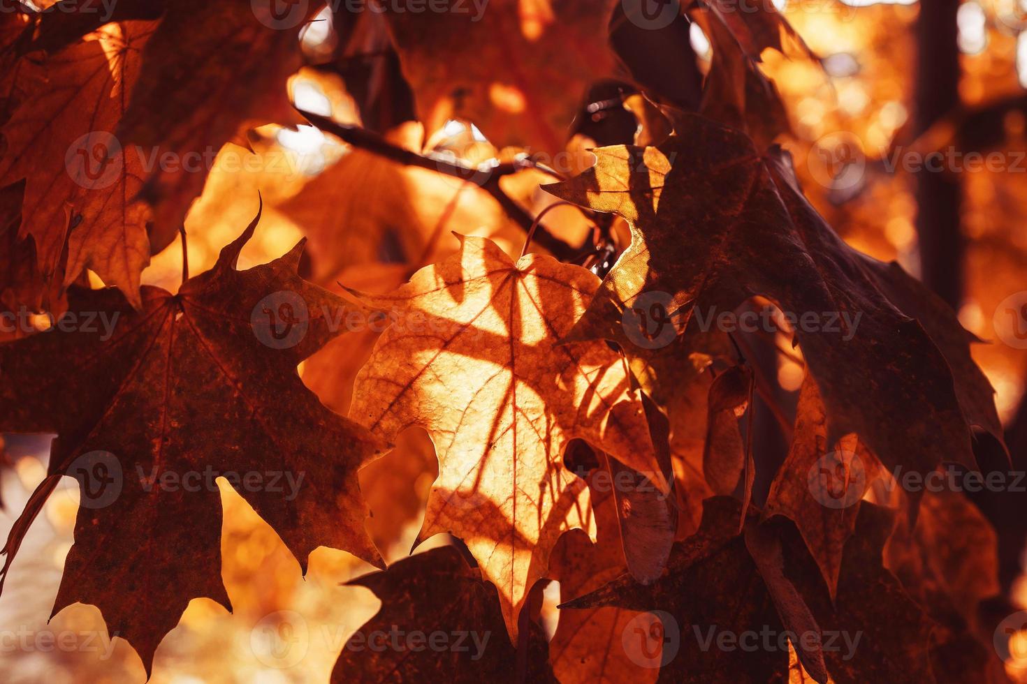 l d'oro autunno le foglie su un' albero nel un' parco sotto caldo ottobre sole foto