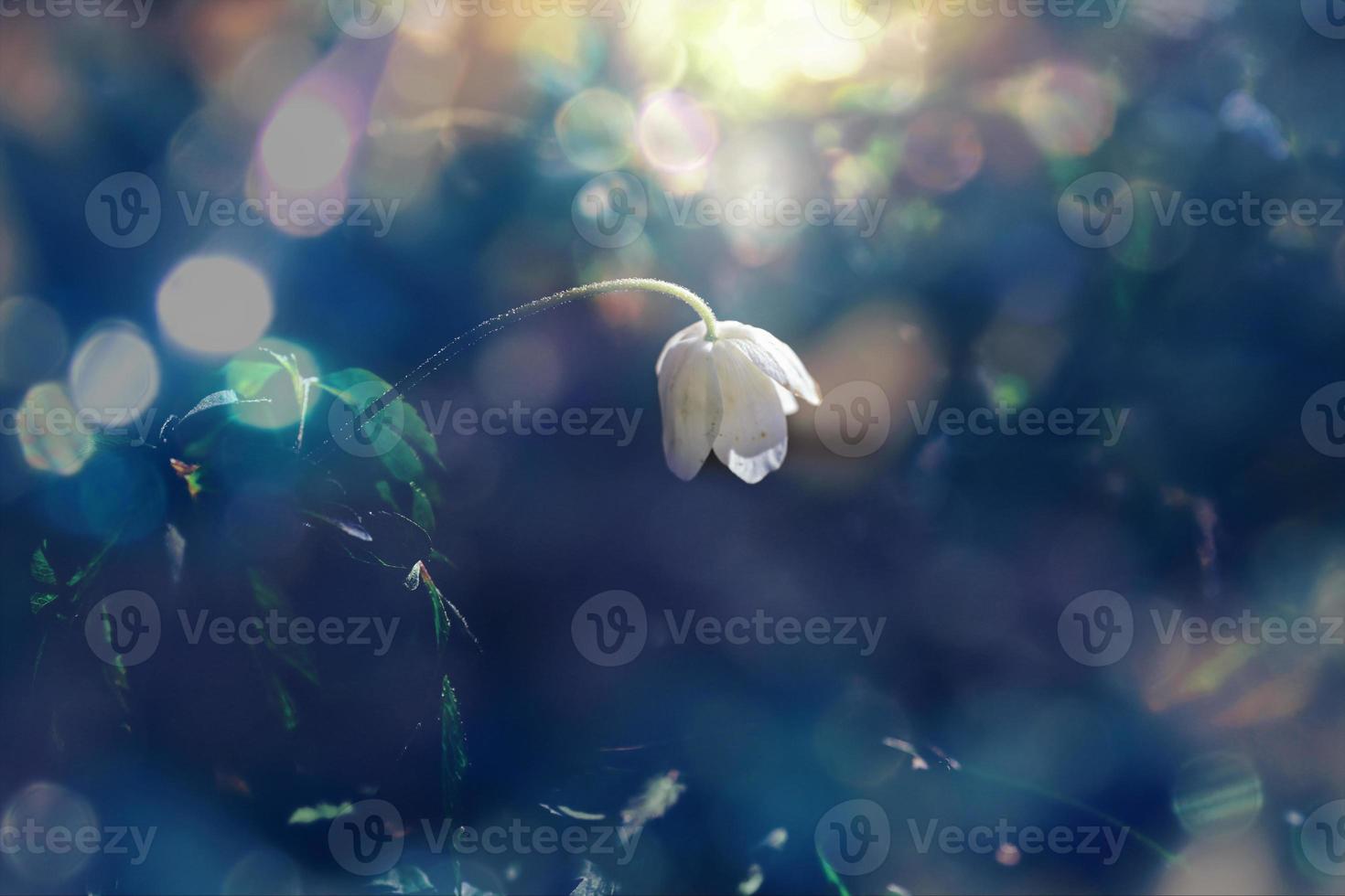 delicato bianca anemoni tra verde le foglie su un' caldo primavera giorno nel il foresta foto