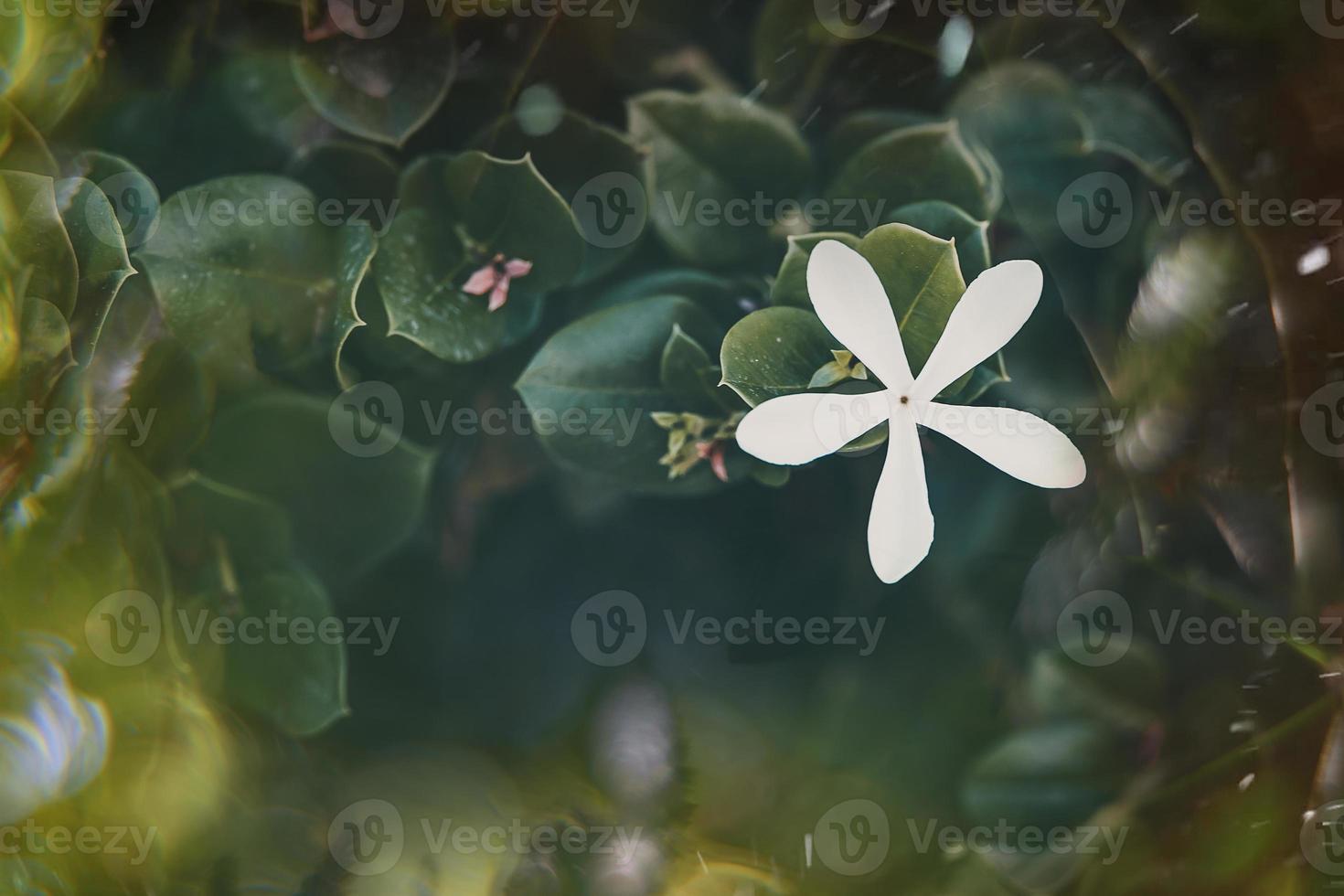 bianca fiore di gelsomino su il vite su un' verde sfondo di le foglie foto