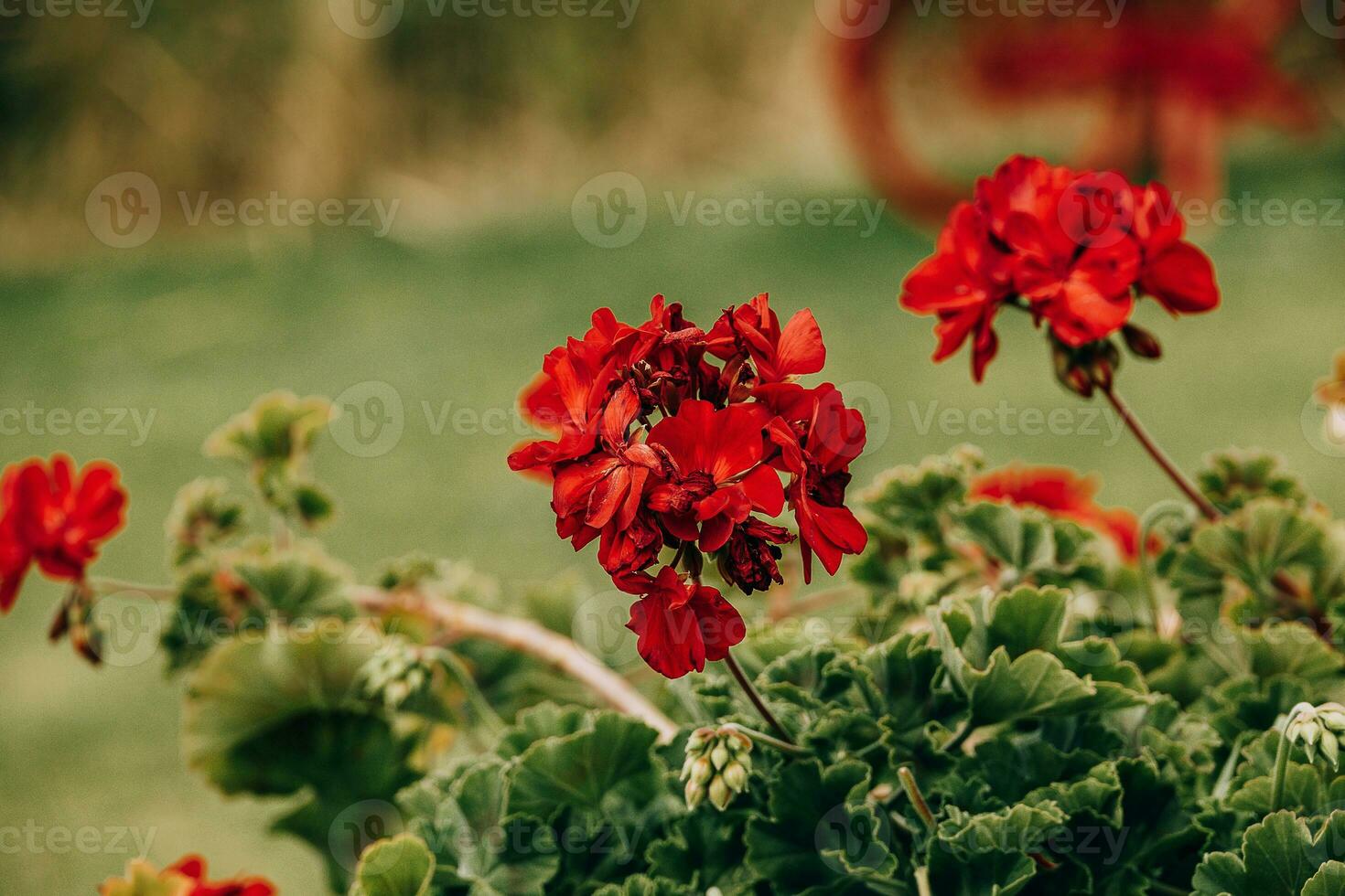 rosso geranio nel avvicinamento nel il giardino su un' verde sfondo foto