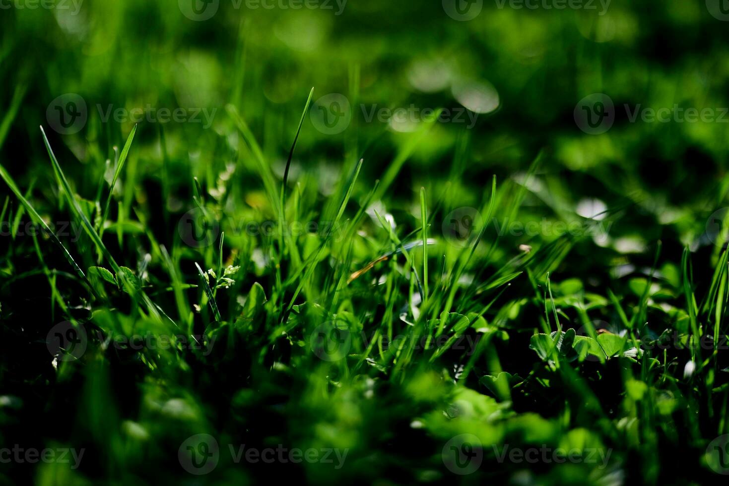 verde prato erba avvicinamento di il le foglie di il erba. natura conservazione senza ambientale inquinamento, pulito aria foto