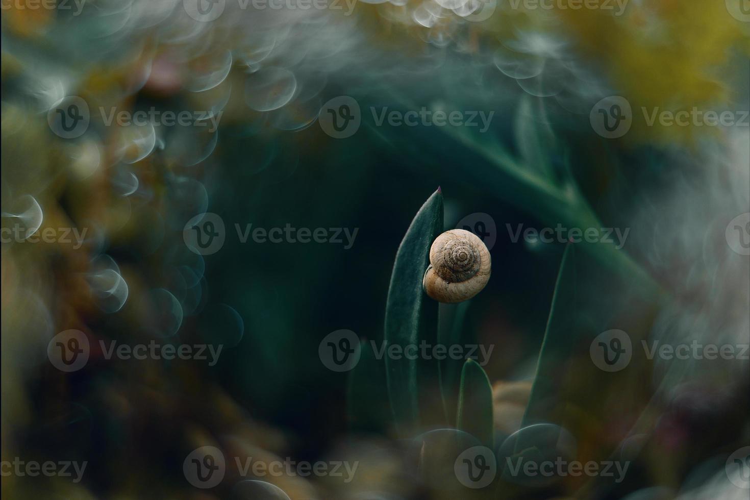 luminosa conchiglia di un' lumaca su un' sfondo di verde erba nel un' prato foto