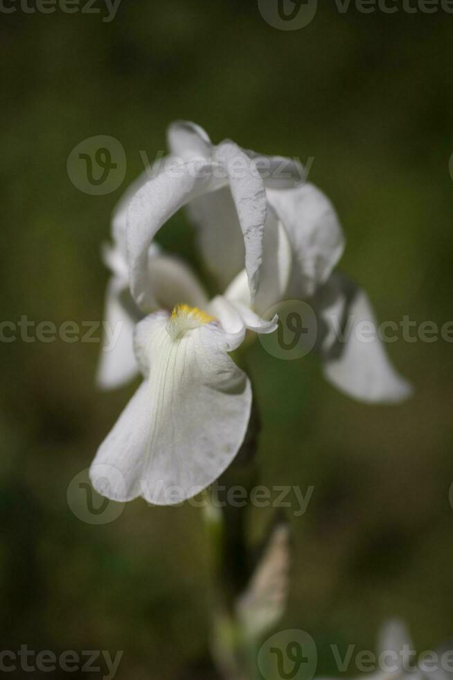 bianca iris fiore nel il giardino su un' verde sfondo foto